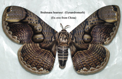 Brahmaea hearsyi gynandromorph (Internet Image property of respective owner, non-commercial use only)